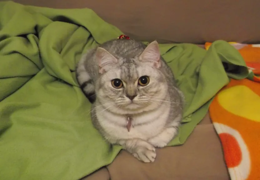 a cat laying on a blanket on a couch