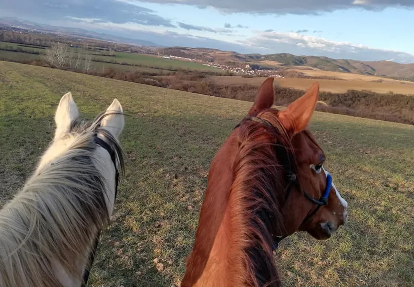 a couple of horses standing on top of a lush green field