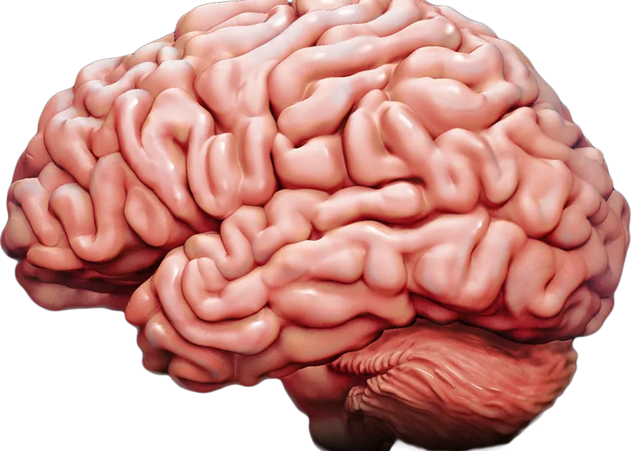 a human brain is shown in this image. hair, head, hand, hairstyle, arm, brain, leg, plant, human body, human anatomy