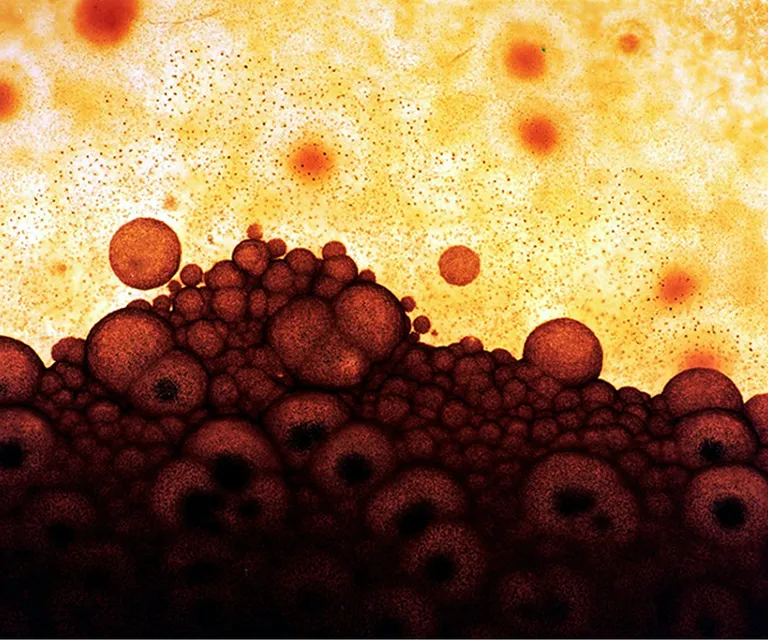 a close up of an orange substance with black dots