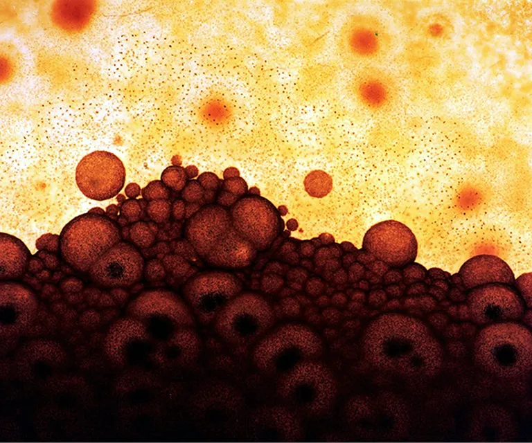 Brown, Plant, Textile, Font, Liquid, Circle, Art, Pattern, Tints and Shades, Illustration. Animated Red Blood Cells, Chromosomes Lining Up Along the Center of the Cell. Moving Cells, High Details. animated red blood cells,chromosomes lining up along the center of the cell. moving cells, high details