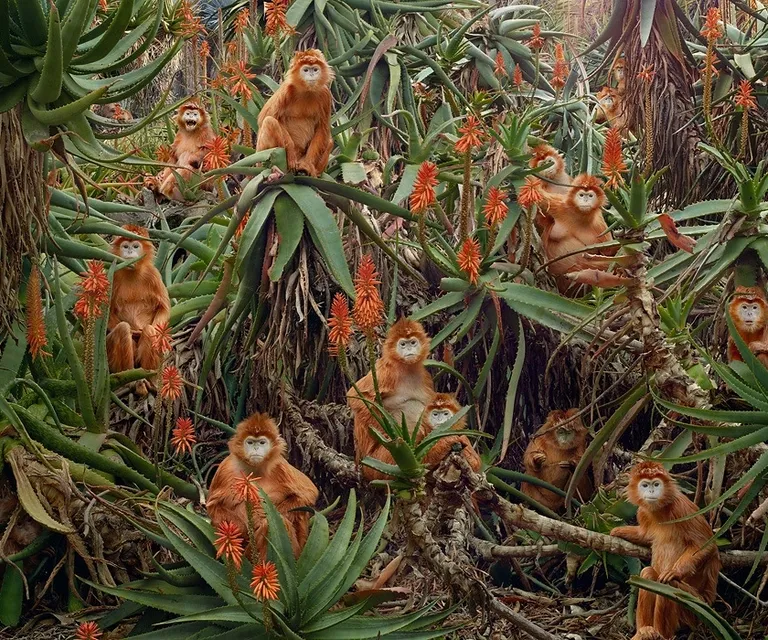 a group of monkeys sitting on top of a lush green forest