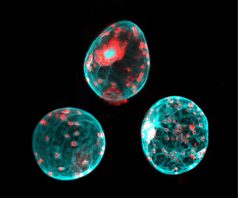 three  cels of blue and red light on a black background,flying gray spores, smoke