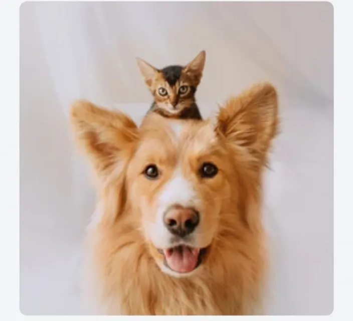 a cat sitting on top of a dog's head