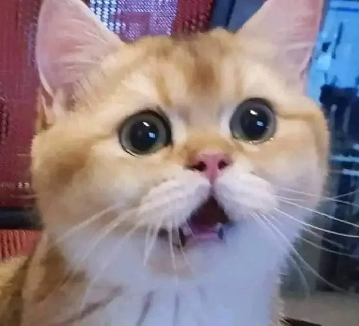 a close up of a cat with a surprised look on its face