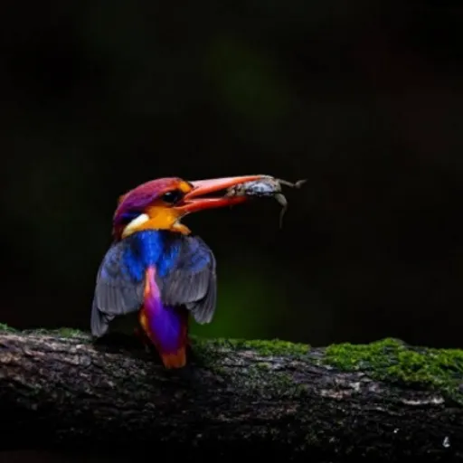 a colorful bird with a fish in its mouth