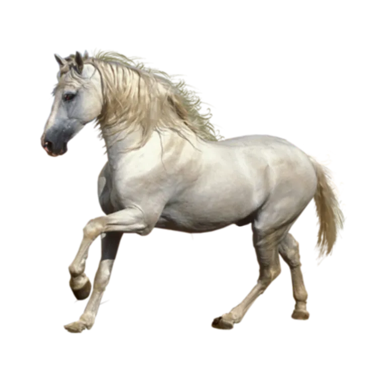 a white horse is galloping on a black background