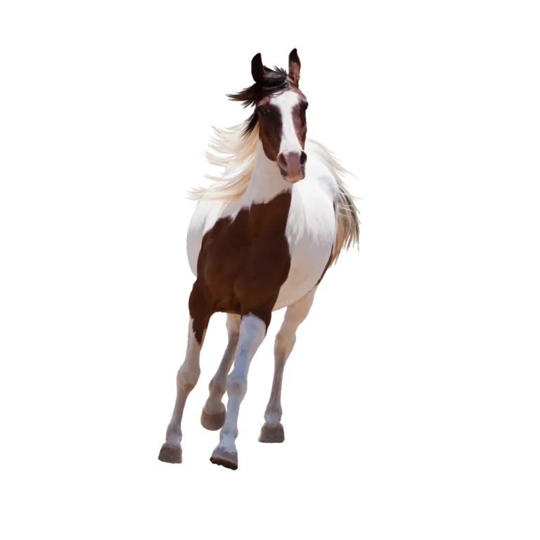 a brown and white horse standing on a black background