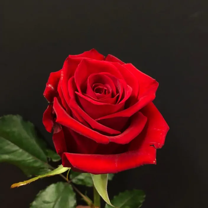 a close up of a red rose on a black background