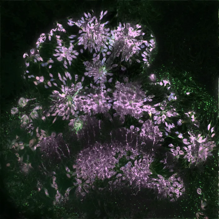 a bunch of purple flowers in the dark