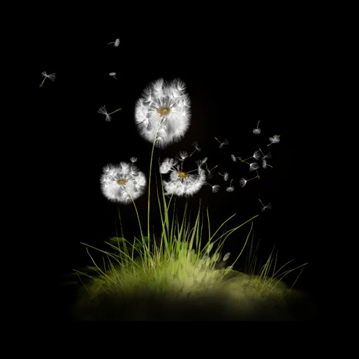 a dandelion blowing in the wind on a black background