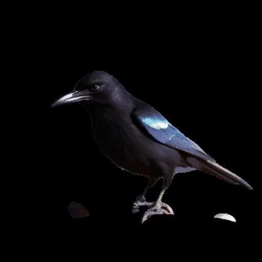 a black and blue bird sitting on top of a rock
