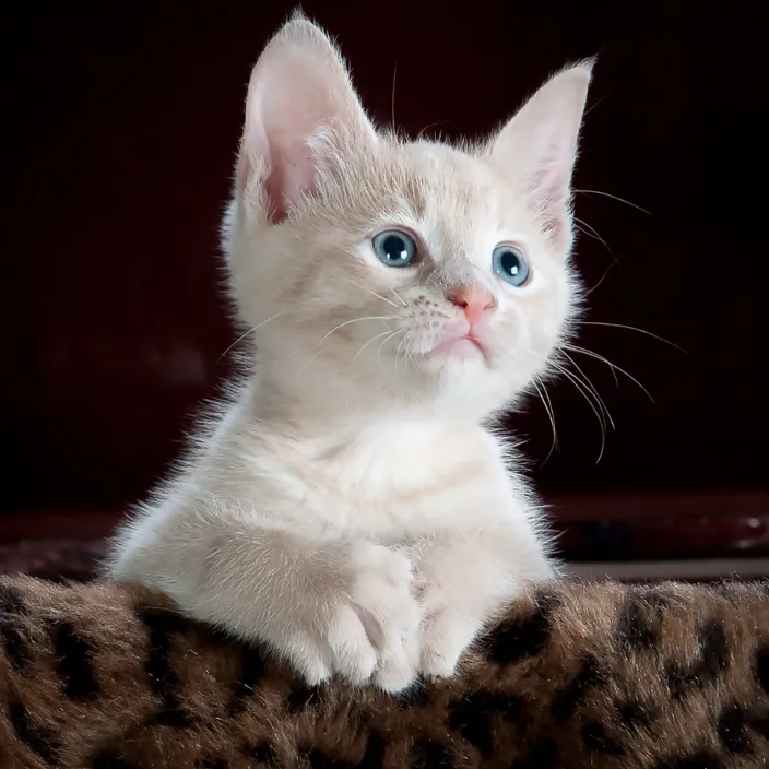 a white kitten sitting on top of a leopard print blanket