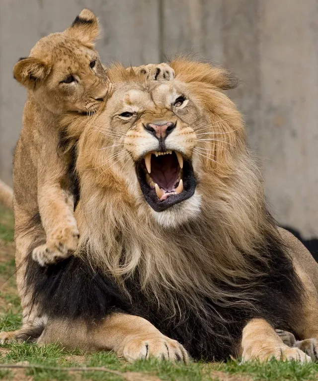 a couple of lions sitting on top of a lush green field