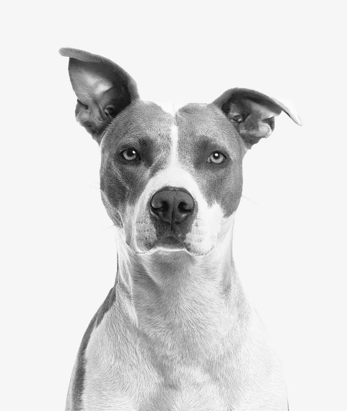 a black and white photo of a dog. dog, carnivore, dog breed, snout, whiskers, companion dog, working animal, terrestrial animal, monochrome photography, collar