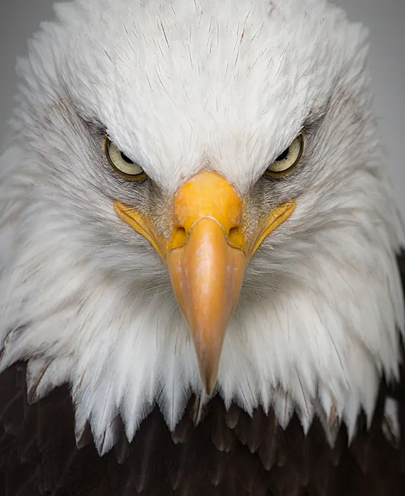 a close up of a bald eagle's face