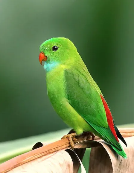 a green and red bird sitting on top of a leaf