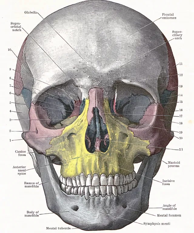 a diagram of the human skull with labels