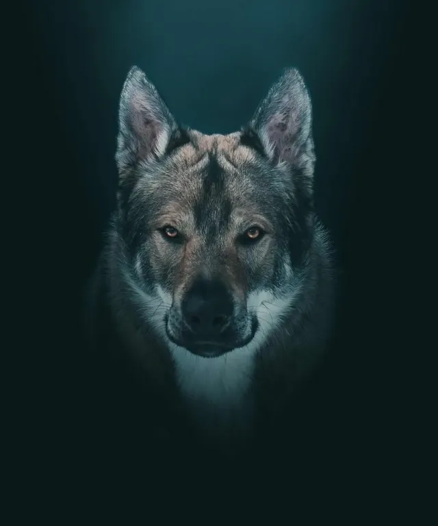 a close up of a dog's face in the dark, increasing contrast and adding dirt and dust. increase the contrast and add a bit of dirt and dust