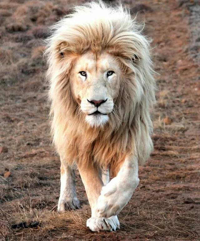 a lion walking across a dry grass covered field