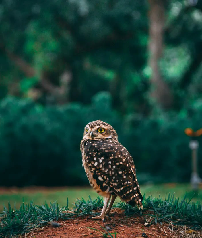 a small owl sitting on top of a pile of dirt. bird, plant, green, beak, owl, organism, vegetation, terrestrial plant, terrestrial animal, grass