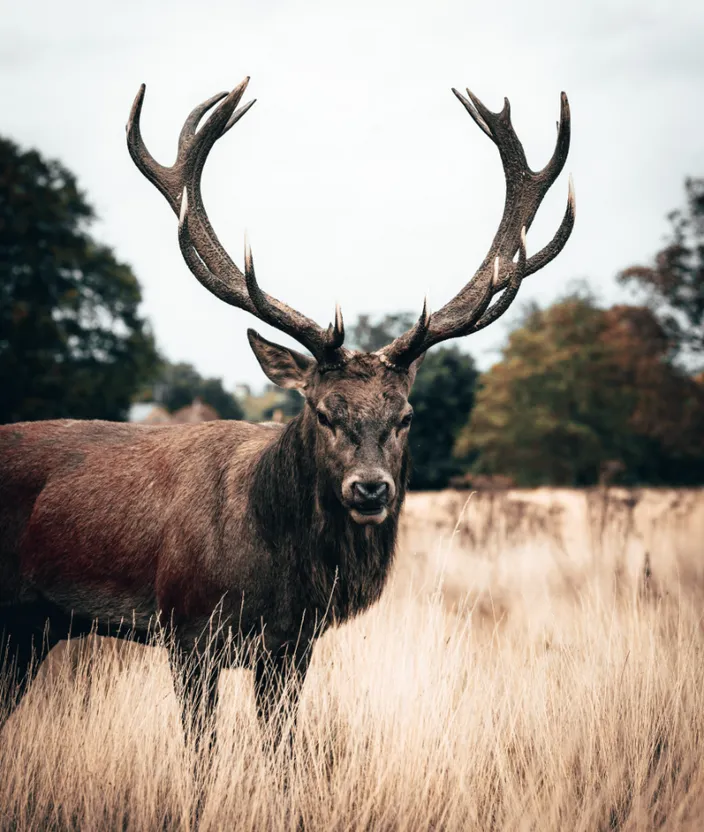 a deer with large antlers standing in tall grass. head, plant, sky, eye, elk, tree, deer, natural material, vegetation, atmospheric phenomenon