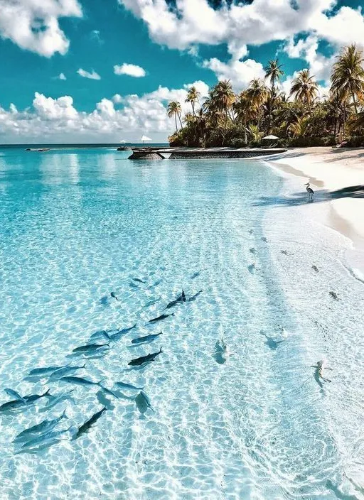 a group of fish swimming in the ocean