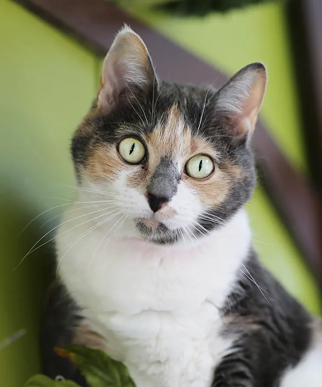 a cat with green eyes sitting on a chair