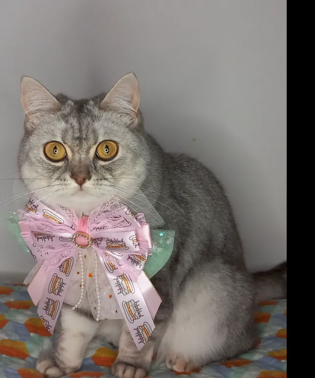 a cat sitting on a bed with a pink bow around its neck