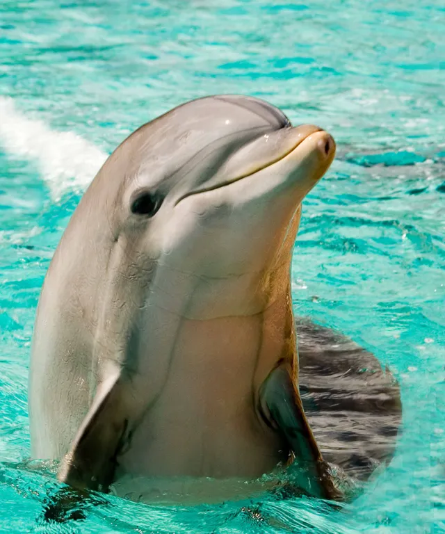 a dolphin swimming in a pool with its mouth open