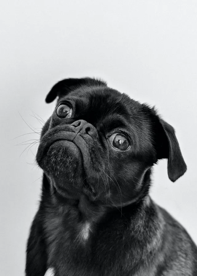 a small black dog looking up at the camera. pug, dog, dog breed, carnivore, companion dog, working animal, snout, wrinkle, close-up, toy dog