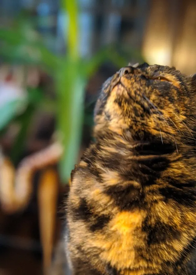 a close up of a cat with a blurry background. felidae, cat, carnivore, small to medium-sized cats, whiskers, terrestrial animal, grass, snout, big cats, plant