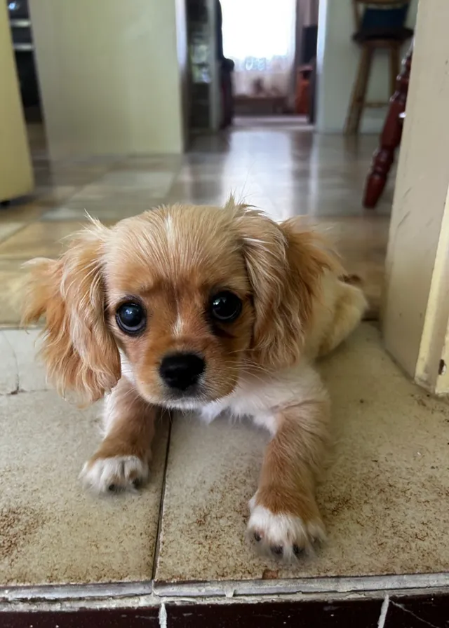 a small brown and white dog laying on a tile floor. dog, dog breed, carnivore, liver, companion dog, fawn, toy dog, whiskers, flooring, snout