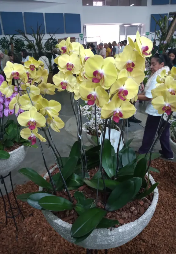 a group of yellow orchids in a planter