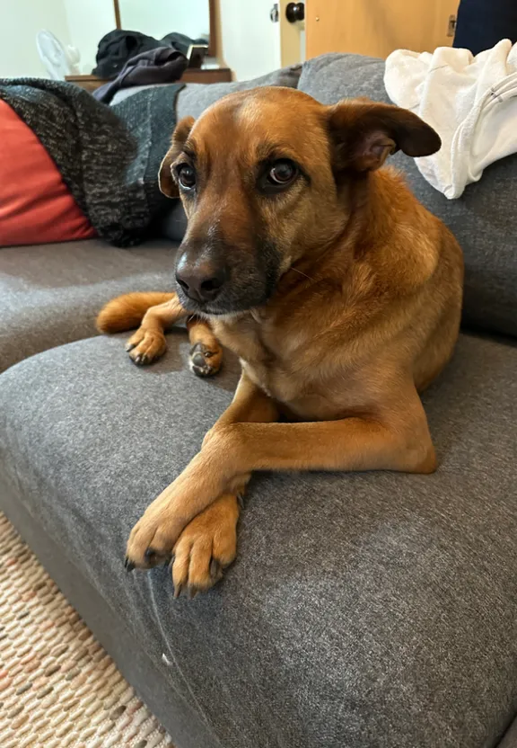 a brown dog laying on top of a gray couch