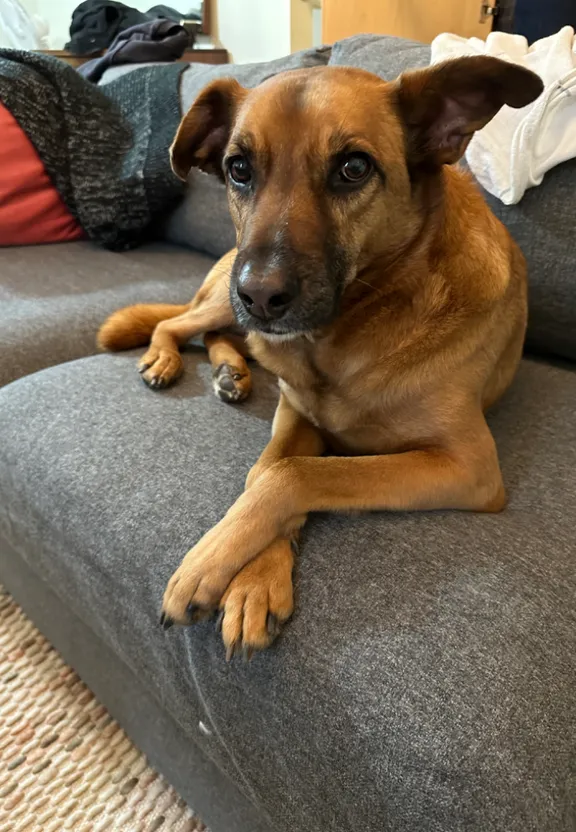 a brown dog laying on top of a gray couch