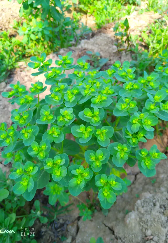 a close up of a plant with green leaves