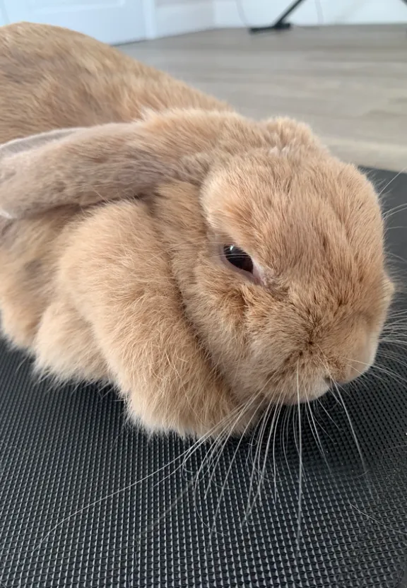 a brown rabbit sitting on top of a table