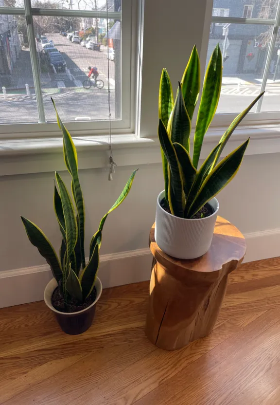 two snake plants in front of a window