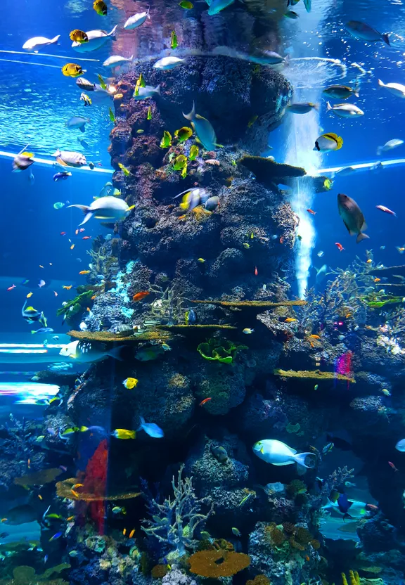 an aquarium with a lot of fish in it