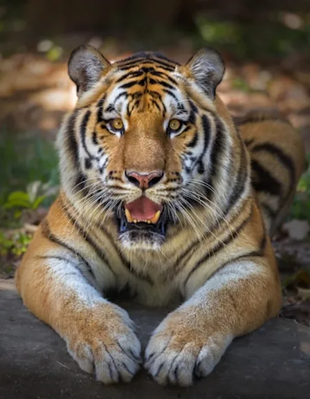 a tiger is laying on the ground with its mouth open