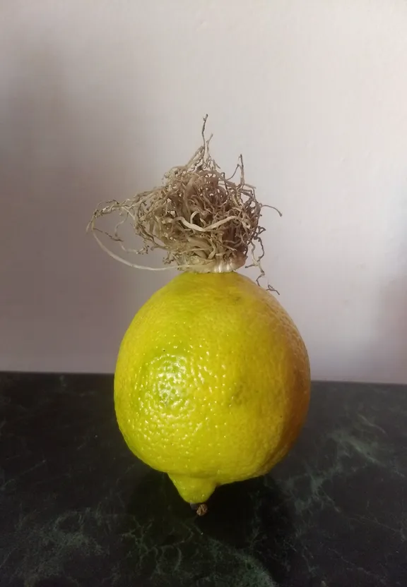 a lemon is sitting on top of a table