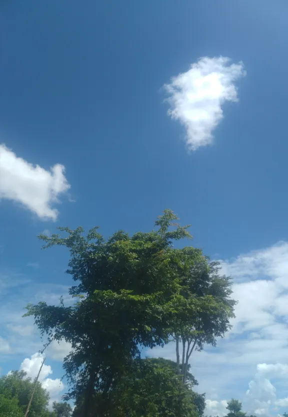 a large tree in the middle of a field