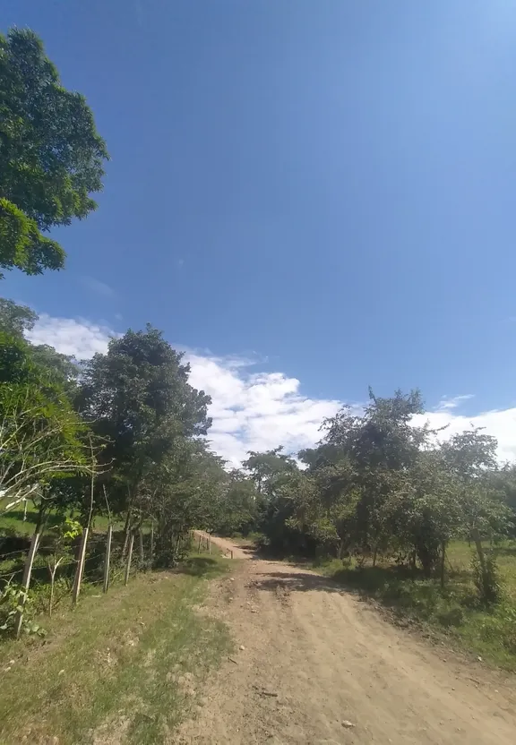 a dirt road surrounded by trees on a sunny day