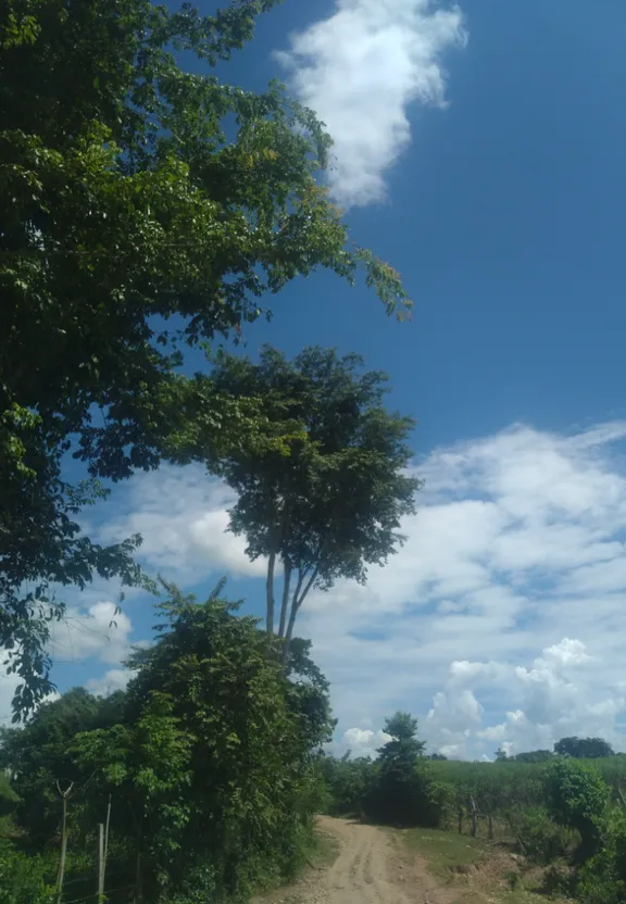 a dirt road surrounded by trees on a sunny day