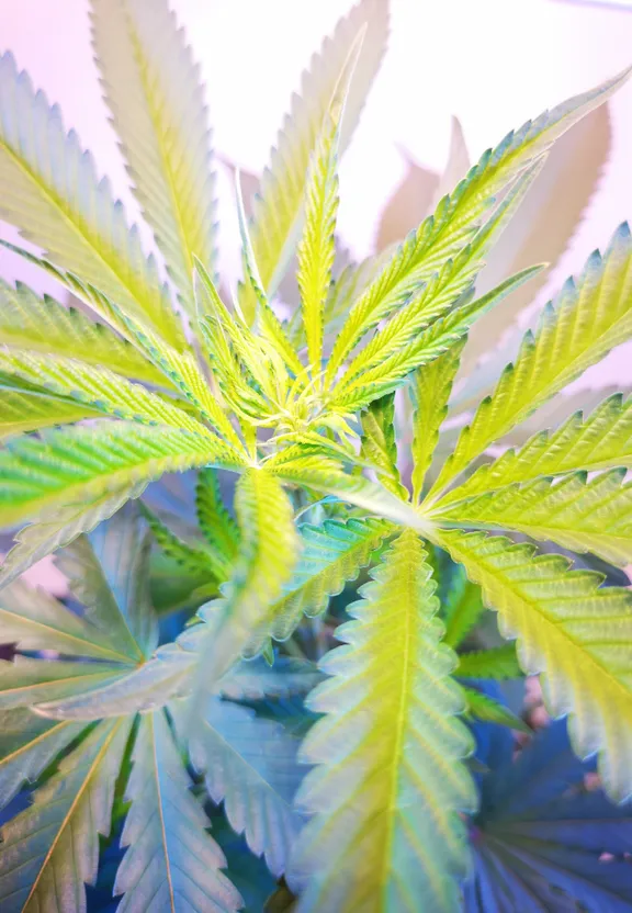 a close up of a plant with green leaves