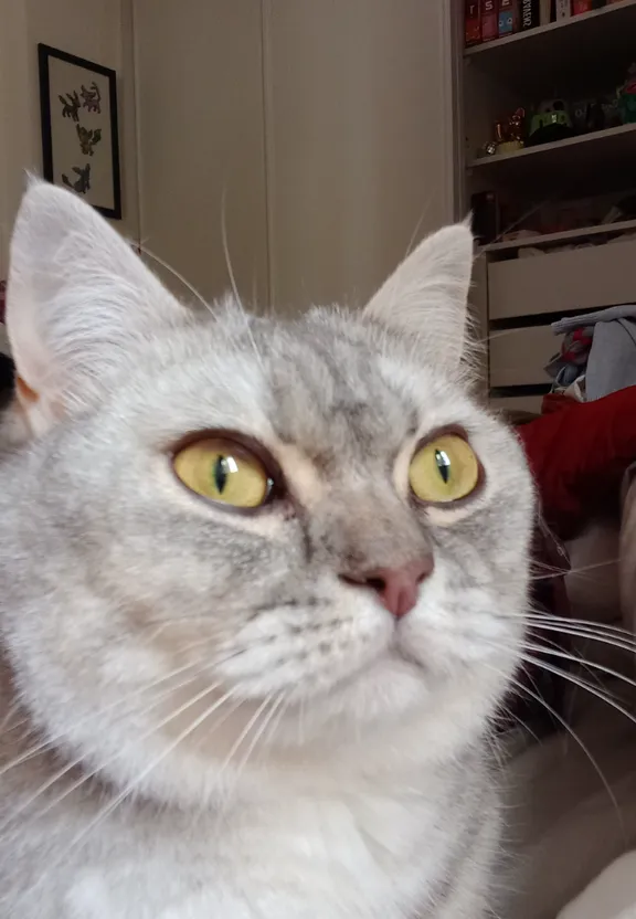 a gray cat with yellow eyes looking at the camera