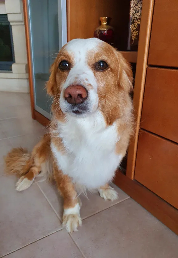 a brown and white dog sitting in front of a dresser