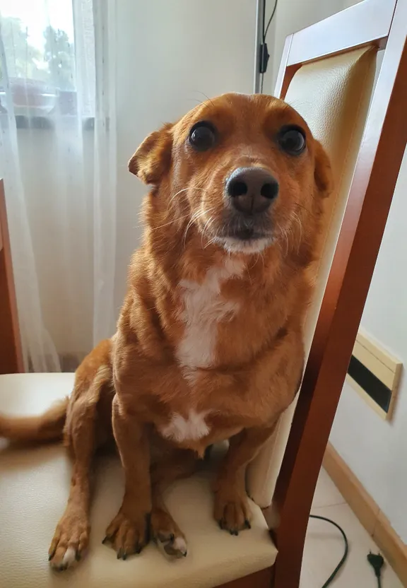 a brown dog sitting on top of a wooden chair
