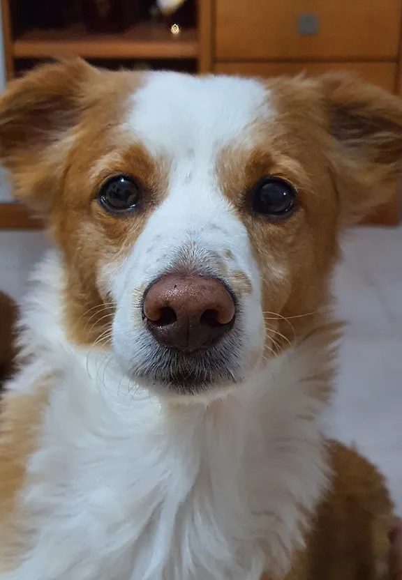 a brown and white dog sitting on the floor